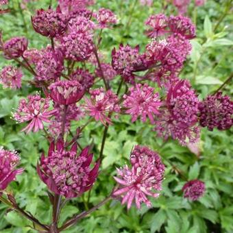 Astrantia major 'Ruby Star'