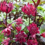 Astrantia major 'Ruby Wedding' - 