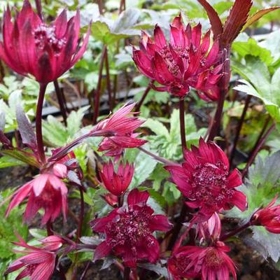 Astrantia major 'Ruby Wedding' - 