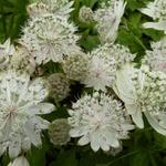 Astrantia major 'Shaggy' - 