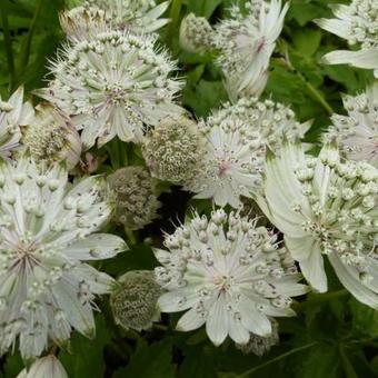 Astrantia major 'Shaggy'