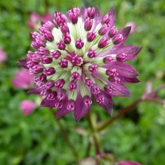 Astrantia major 'Star of Passion'