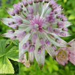 Astrantia major 'Sunningdale Variegated' - 