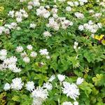 Astrantia major 'Superstar' - 