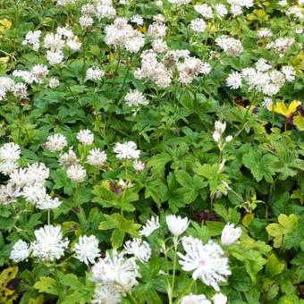 Astrantia major 'Superstar'