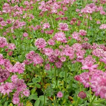 Astrantia major 'Venice'