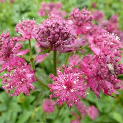 Astrantia major 'Washfield' - 