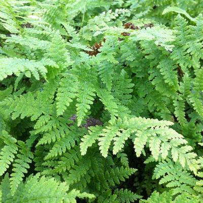 Athyrium filix-femina - FOUGÈRE FEMELLE