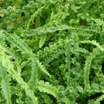 Athyrium filix-femina 'Frizelliae' - 