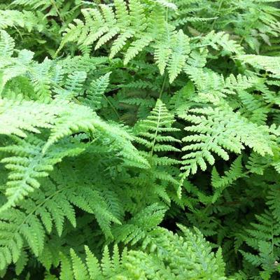 Athyrium filix-femina 'Lady in Red'