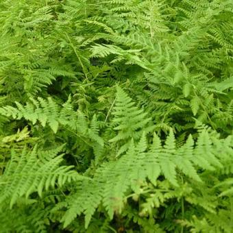 Athyrium filix-femina 'Rotstiel'