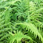 Athyrium filix-femina 'Victoriae' - 