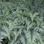 Athyrium 'Ghost' - 