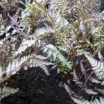 Athyrium niponicum var. pictum 'Pewter Lace' - 