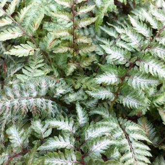 Athyrium niponicum var. Pictum