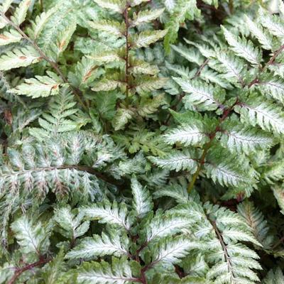 Athyrium niponicum var. Pictum - 