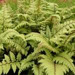 Athyrium otophorum 'Okanum' - Athyrium otophorum 'Okanum'