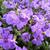 Aubrieta 'Cascade Blue'