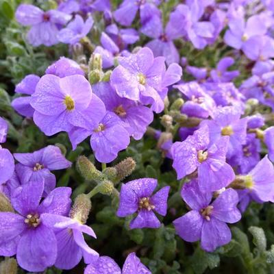 Aubrieta 'Cascade Blue' - 