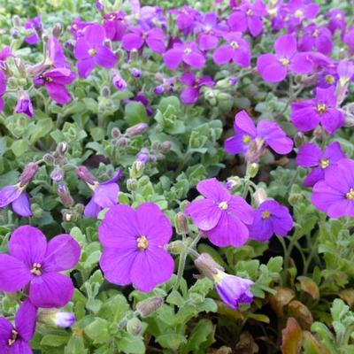 Aubrieta 'Cascade Purple' - Aubrieta 'Cascade Purple'