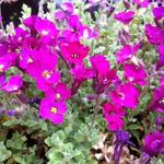 Aubrieta 'Cascade Red' - 