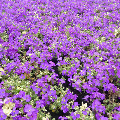 Aubrieta 'Dr. Mules Variegated' - Aubrieta 'Dr. Mules Variegated'