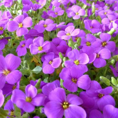 Aubrieta 'Hamburger Stadtpark' - 