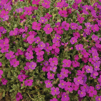 Aubrieta 'REGADO Red' - Aubrieta 'REGADO Red'