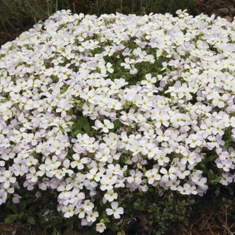 Aubrieta 'REGADO White'