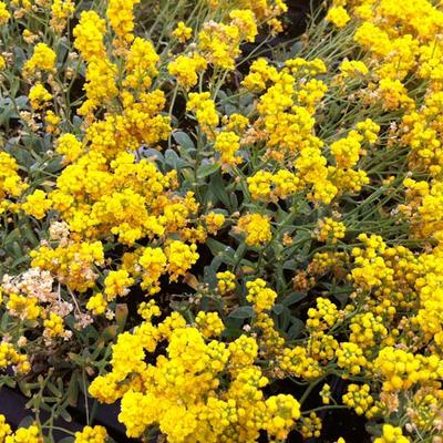 Aurinia saxatilis 'Goldkugel' - 