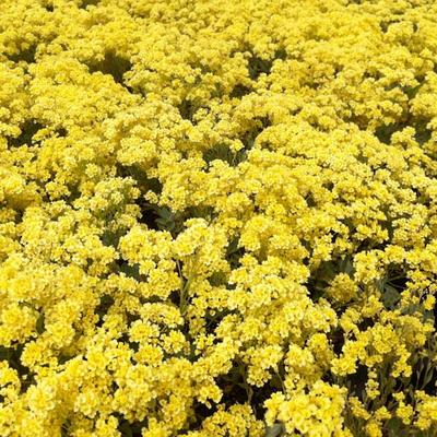 Aurinia saxatilis 'Sulphurea' - 