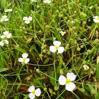 Baldellia ranunculoides