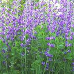 Baptisia australis - Lupin indigo - Baptisia australis