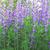 Baptisia australis