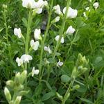 Baptisia alba 'Pendula' - Baptisia alba 'Pendula'