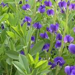 Baptisia australis 'Caspian Blue' - 