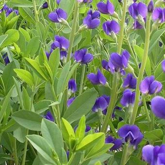 Baptisia australis 'Caspian Blue'