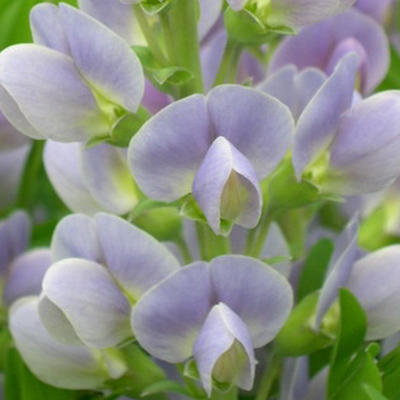 Baptisia 'Starlite Prärieblues' - 