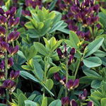 Baptisia australis 'Twilight Prärieblues' - 