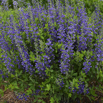 Baptisia australis  'DECADENCE Blueberry Sundae'