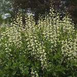 Baptisia australis 'DECADENCE Vanilla Cream' - Baptisia australis  'DECADENCE Vanilla Cream'