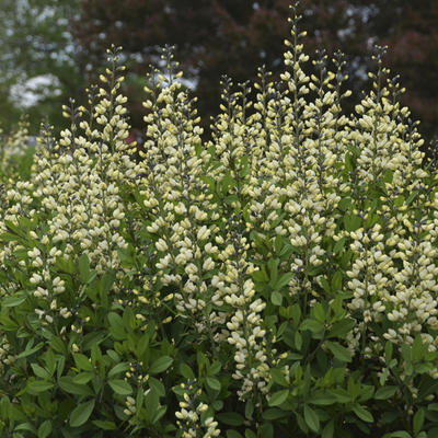 Baptisia australis 'DECADENCE Vanilla Cream' - Baptisia australis  'DECADENCE Vanilla Cream'