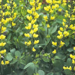 Baptisia - Baptisia