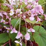 Begonia grandis subsp. evansiana - Begonia grandis