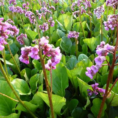 Bergenia cordifolia - Herzblättrige Bergenie