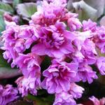 Bergenia cordifolia Abendglut' - 