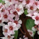 Bergenia 'Baby Doll' - 