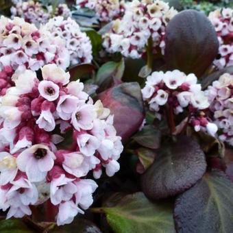 Bergenia cordifolia 'Bach'