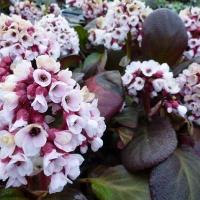 Bergenia cordifolia 'Bach' - 