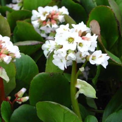 Bergenia 'Bressingham White' - 